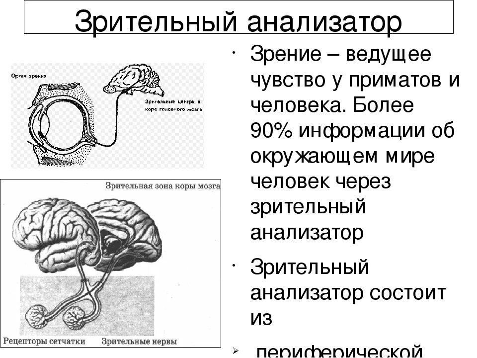 Строение анализатора. Зрительный анализатор таблица. Строение анализатора человека. Зрительный анализатор анатомия таблица.