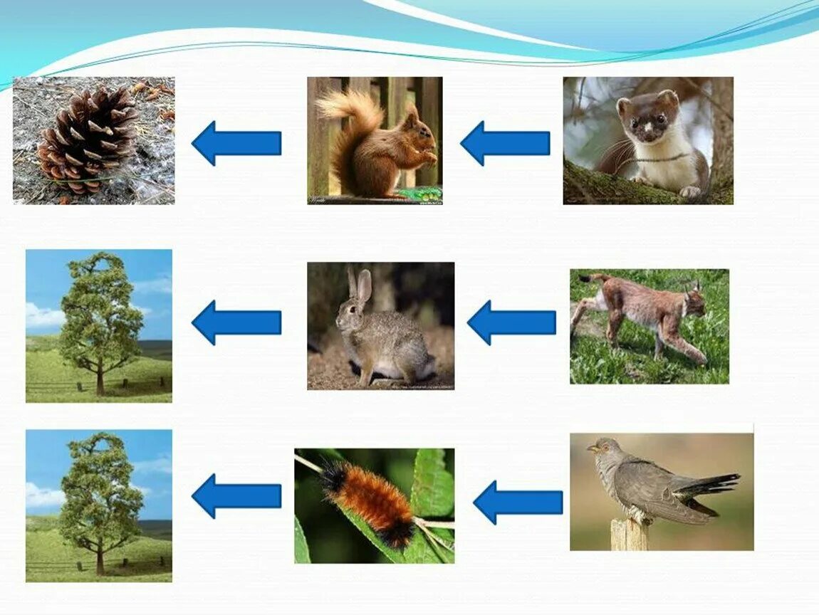 Цепь питания в лесах России. Цепи питания смешанных и широколиственных лесов в России. Цепь питания смешанных и широколиственных лесов. Цепи питания леса России цепи питания животных.