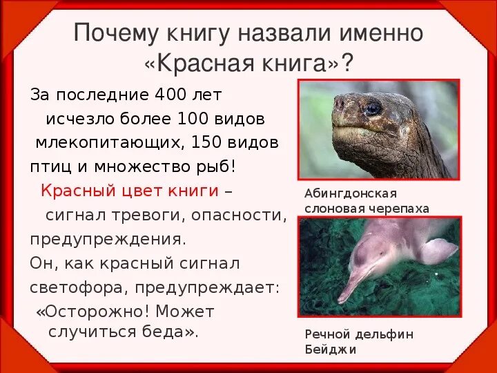 Млекопитающие занесенные в красную книгу. Красная книга россии млекопитающие.