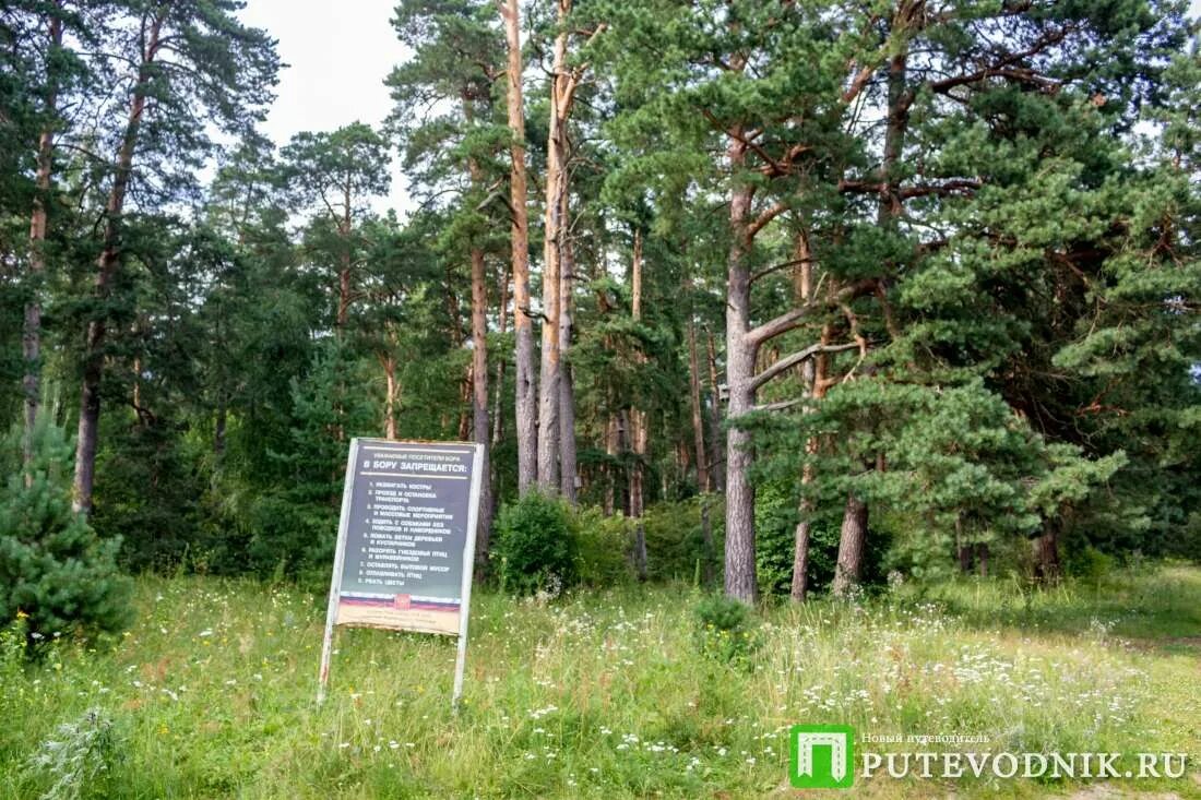 Калужский Бор памятник природы. Сосновый Бор Калуга. Калужский Бор Лесной массив. Калуга Бор парк. Сайт калуга бор