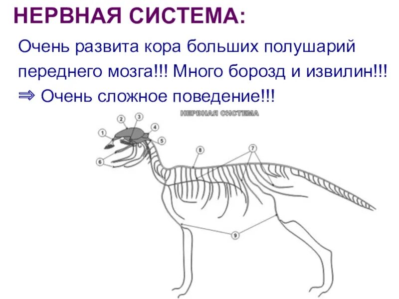 Виды поведения млекопитающих. Поведенческие особенности млекопитающих. Класс млекопитающие поведение. Сложное поведение млекопитающих.