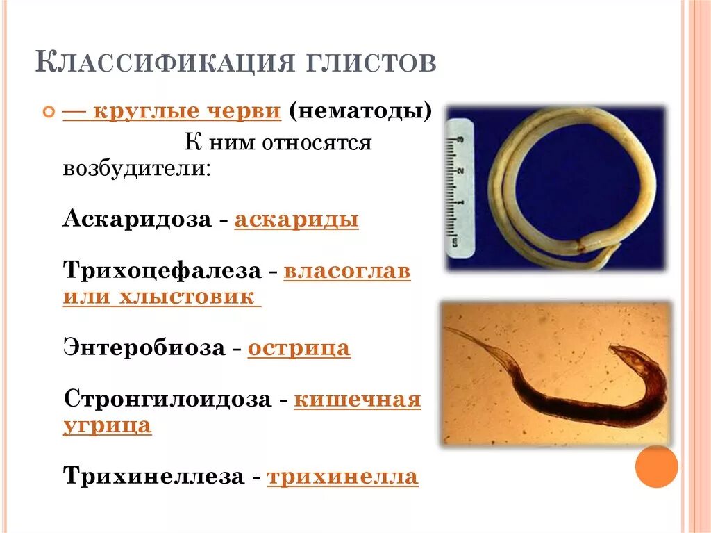 Глисты аскариды нематоды. Гельминтоз энтеробиоз аскаридоз. Круглые черви паразиты Острица. Гельминты и аскариды симптомы у детей.