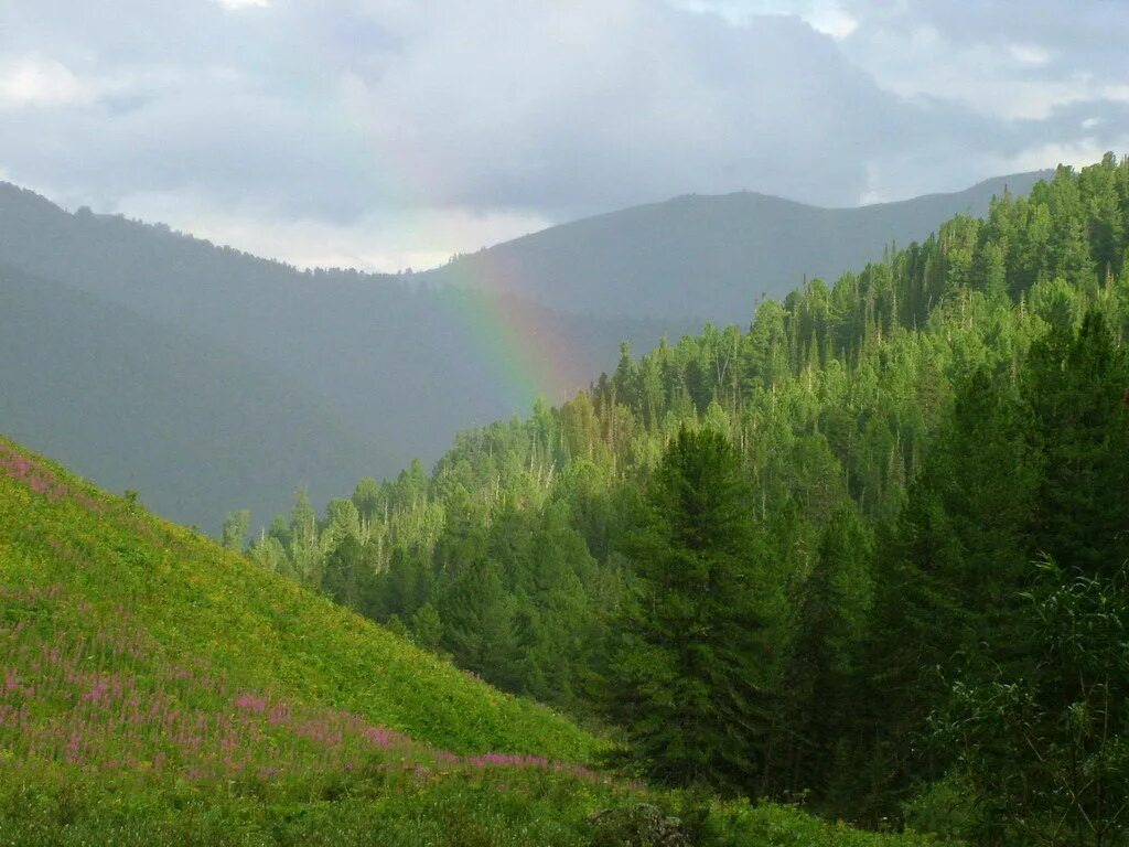 темнохвойная тайга алтая. темнохвойная тайга алтая. река катунь. черневая тайга алтайского края. алтайский заповедник кедры.