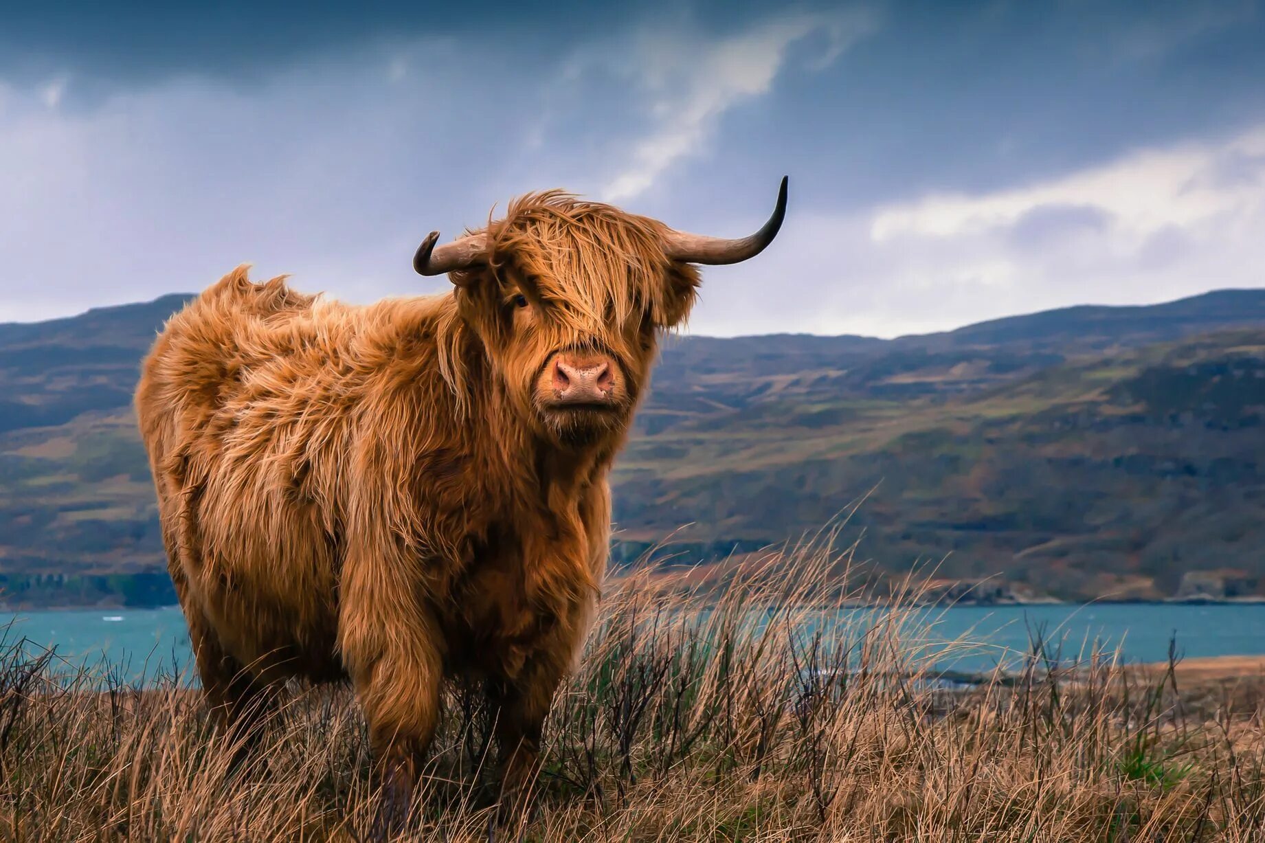 Scotland animal. Шотландский бык хайленд. Корова хайленд (Highland Cattle). Шотландская корова хайлендер. Хайленд корова Шотландия.