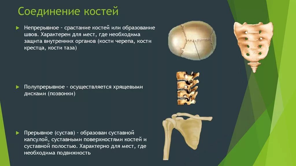 Образована тремя сросшимися костями. Соединение костей. Типы соединения костей человека. Подвижное соединение костей. Строение и соединение костей.