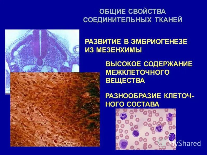 Соединительная ткань рыхлая костная хрящевая. Рыхлая соединительная ткань аморфное межклеточное вещество. Типы строение соединительной ткани. Соединительная ткань развитие. Рыхлая соединительная ткань это кровь.