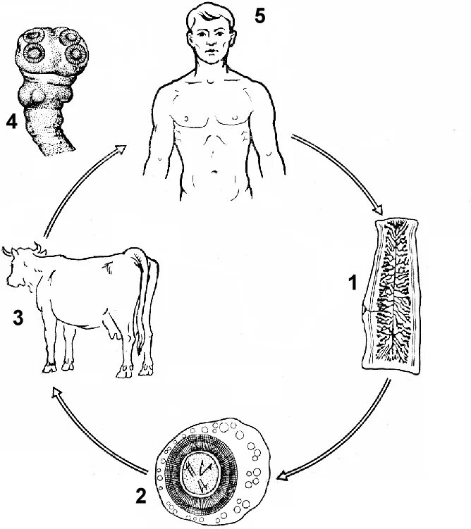 Жизненный цикл бычьего цепня начиная с яиц