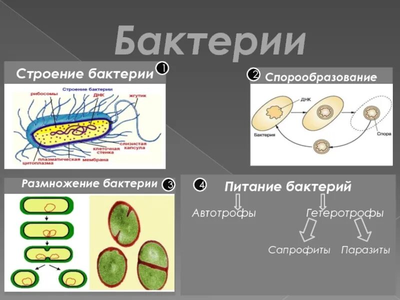 Питание клетки бактерии. Строение спор бактериальной клетки. Строение бактериальной клетки спорообразование. Структура споры бактерии. Спора бактерий строение и функции.