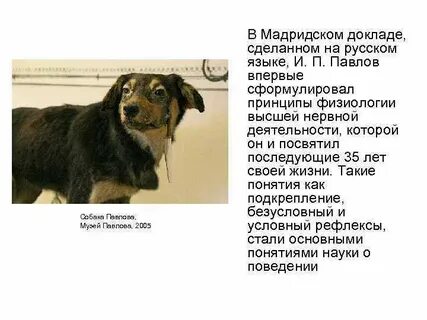 Собака пес кратко