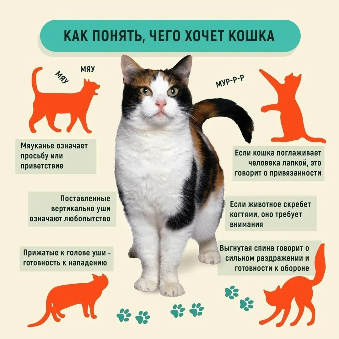 Как понять что кошка хочет есть. Как понять кота. Как понять что хочет кот. Поведение кошек как понять что хочет.