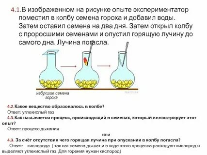 Экспериментатор измельчил семена