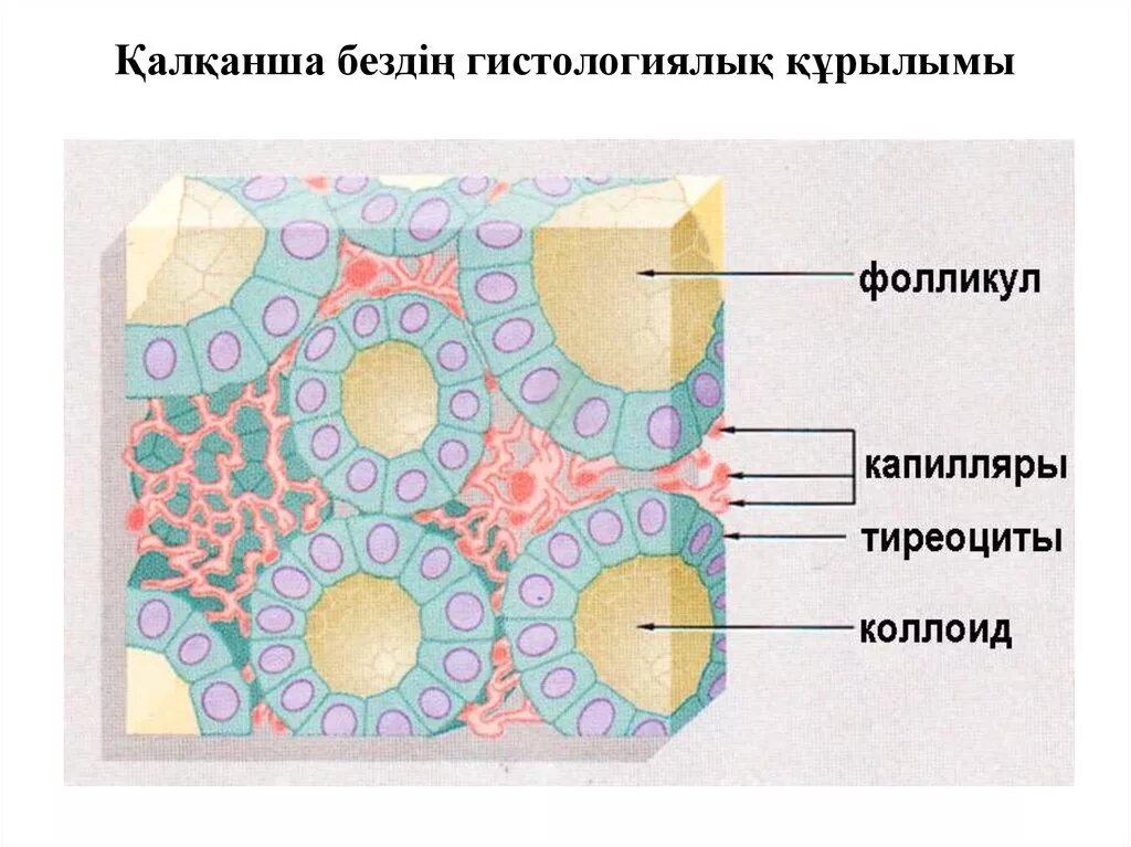 Строение фолликула щитовидной железы. Тироциты щитовидной железы строение. Строение клеток щитовидной железы. Структура фолликулов щитовидной железы. Фолликул тироцита