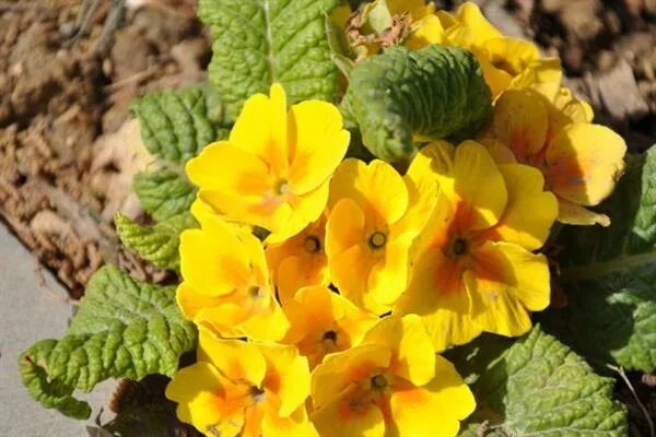 Обои для рабочего стола Primroses