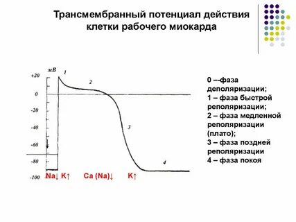 Потенциал миокарда