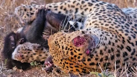 Lions Attack & Kill Buffalo Next to Vehicle