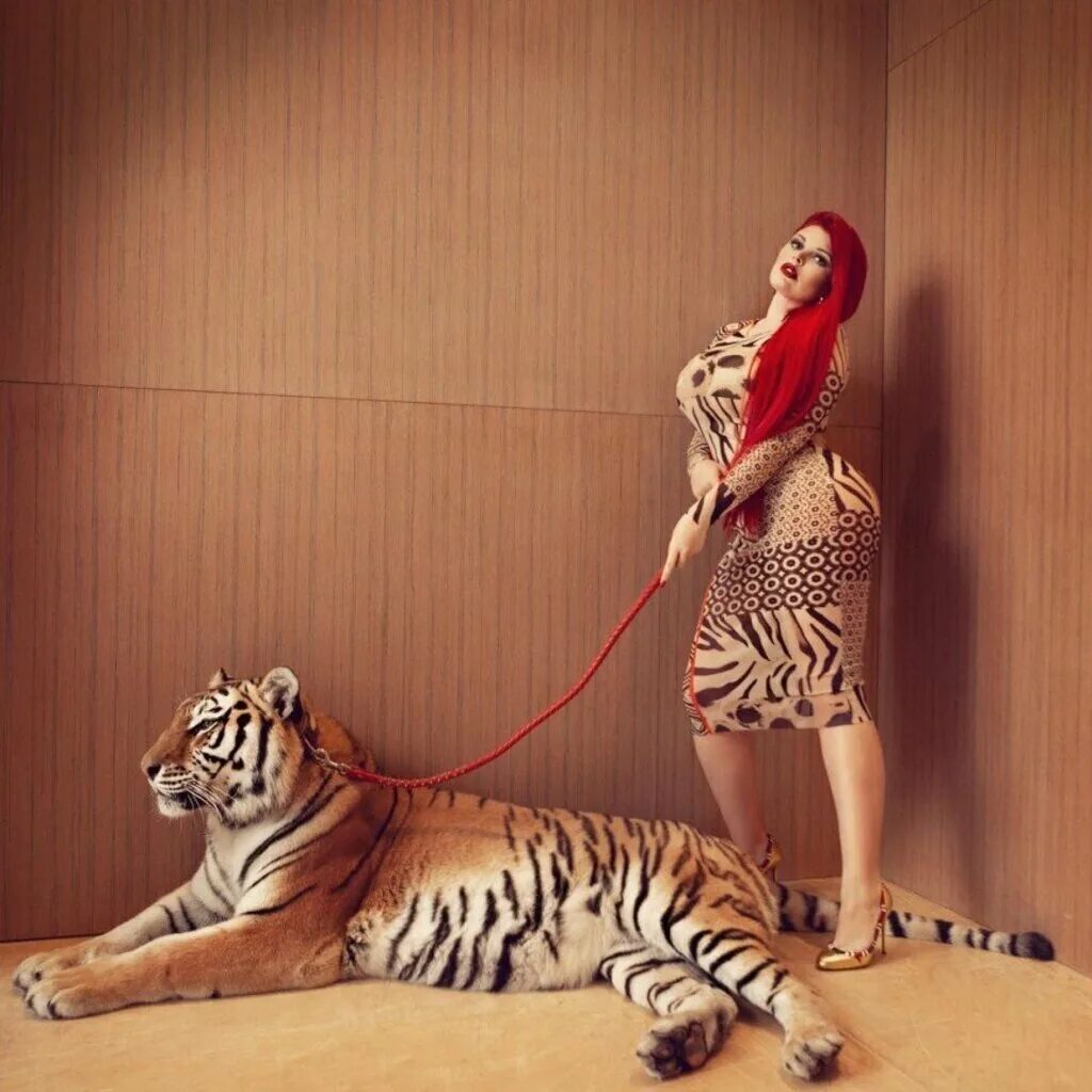 Велотигр. Тигр на поводке. Фотосессия с тигром. Женщина с тигром на поводке. Парень с тигром на поводке.
