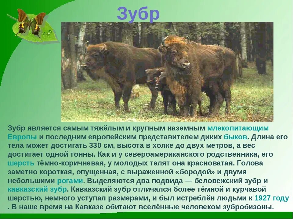 В какую красную книгу занесен зубр. Зубр краткое описание. зубр красная книга ростовской области. зубр красная книга краткое описание 2 класс. зубр красная книга краткое описание 2 класс окружающий мир.