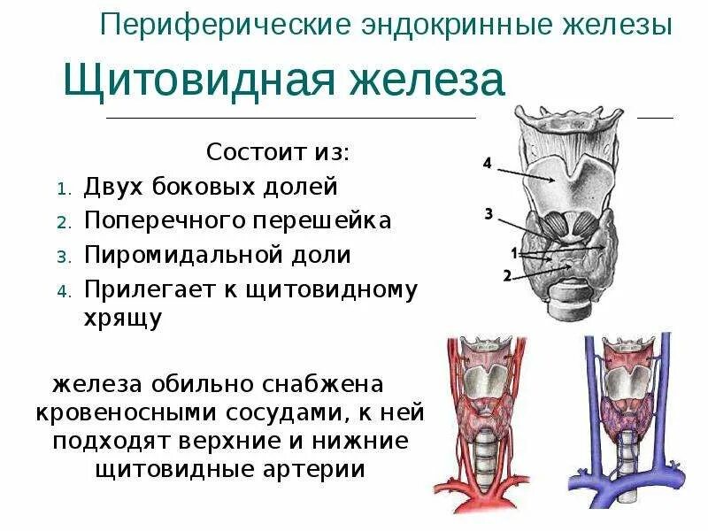 К щитовидной железе прилежат сосуды. Боковые доли щитовидной железы. Щитовидная железа состоит из двух долей. Железы внутренней секреции щитовидная железа. Образование перешейка щитовидной железы