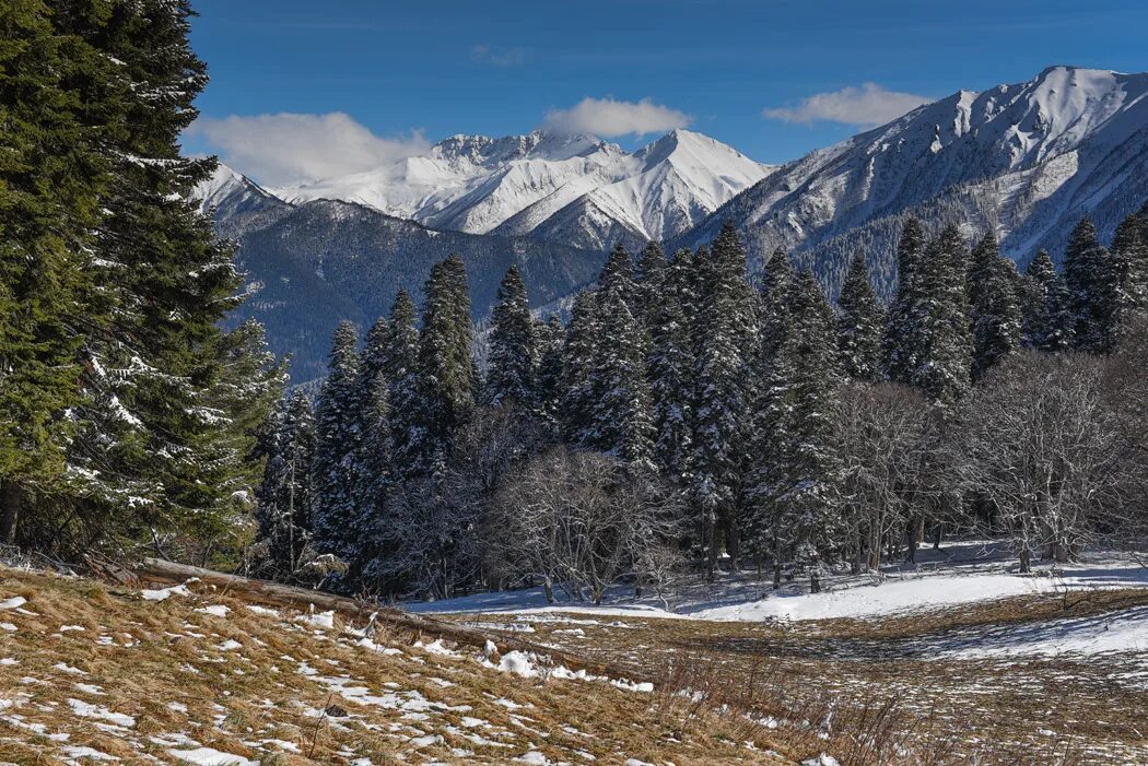леса кавказского биосферного заповедника. кавказский заповедник реликты. широколиственный лес в горах кавказа. кавказский заповедник лес пихтовый. широколиственный лес в горах кавказа.