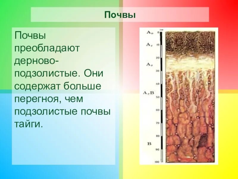 Почвы смешанных и широколиственных лесов. Почвенный профиль дерново-подзолистых почв. Почвенный разрез дерново-подзолистых почв. Дерново-подзолистые почвы гумус. Почвы зоны смешанных лесов в россии