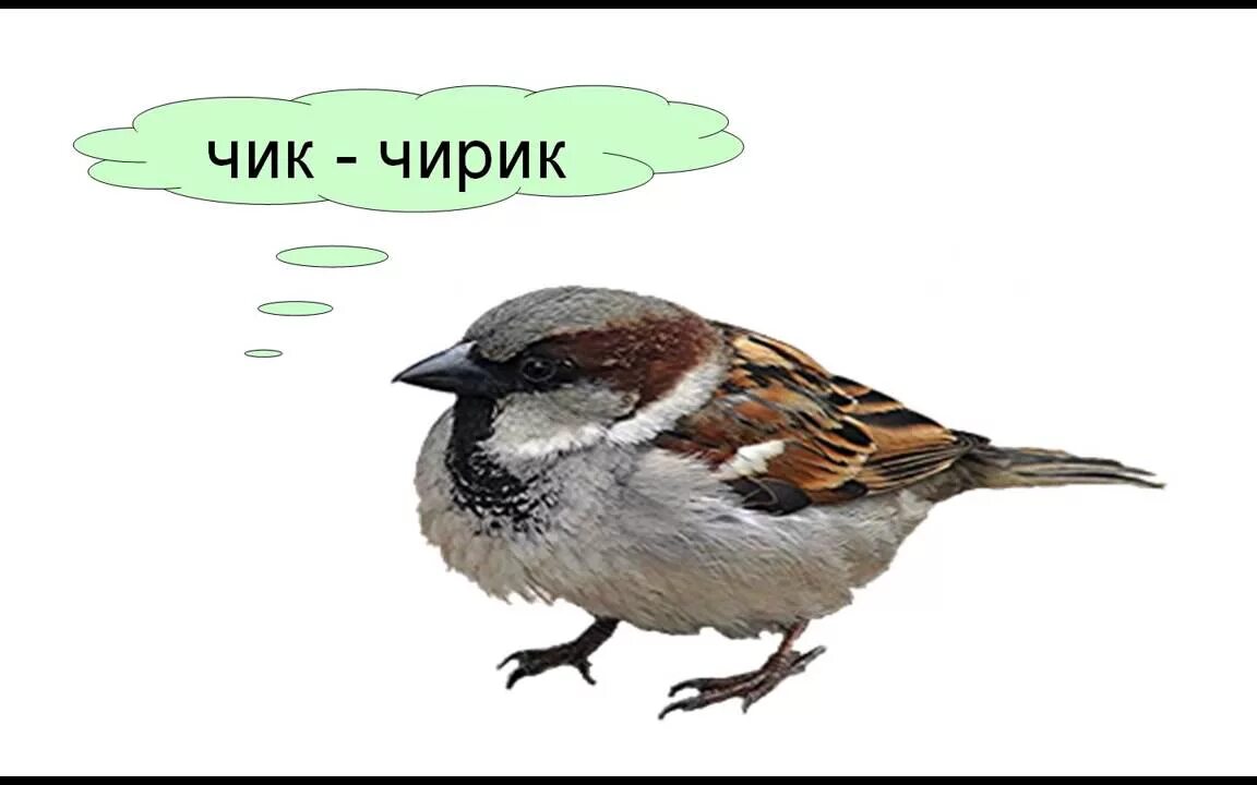 Чик-чирик. Чик-чирик. Воробей чик чирик. Воробушек чик чирик. Чик рик.