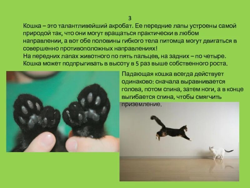 Что содержится в лапках