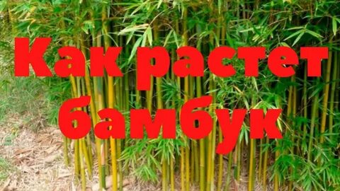 Бизнес план по выращиванию бамбука