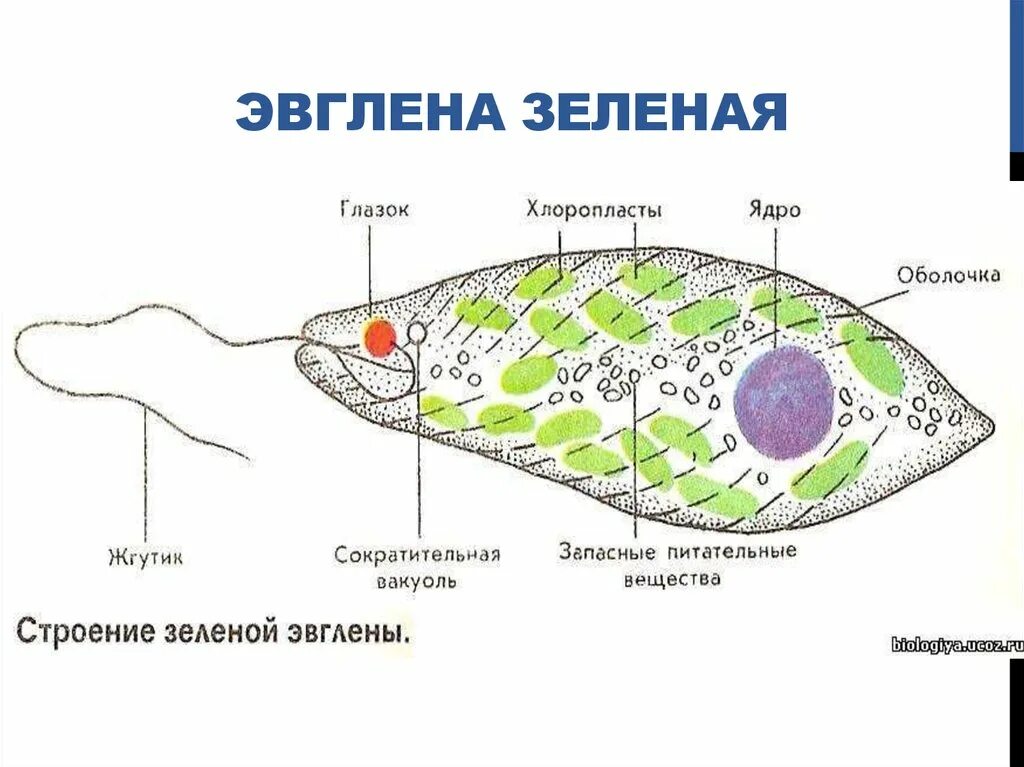 Хлоропласты эвглены. Схема строения эвглены зеленой. Эвглена зеленая строение стигма. Эвглена зеленая строение.