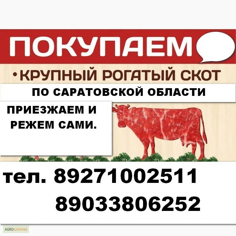 Покупка мяса телефоны. Закупаем мясо объявления. Реклама закуп мяса. Визитка мясо говядина. Объявление по продаже мяса говядины.