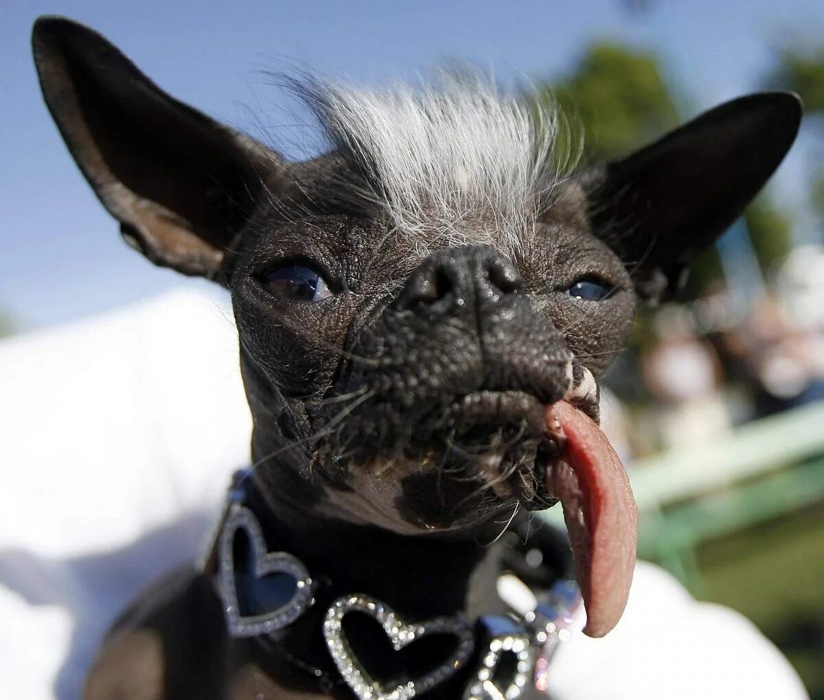 Китайская хохлатая собака уродливая. Голландская овчарка Квазимодо. Мексиканская хохлатая собака. Мексиканская хохлатая уродливая. Страшные собаки в мире