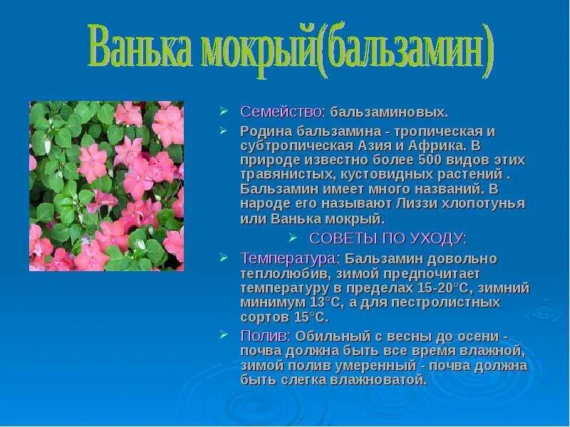 Как поливать мокрую ваньку. Как поливать мокрую ваньку
