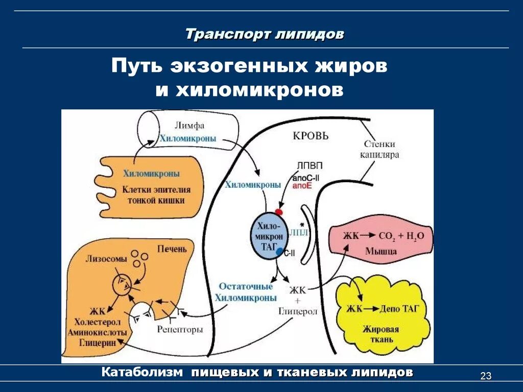 Печень расщепление жиров. Образование хиломикронов и транспорт жиров в ткани.. Схема транспорта экзогенных липидов в крови. Хиломикроны биохимия метаболизм. Образование хиломикронов и транспорт пищевых жиров.