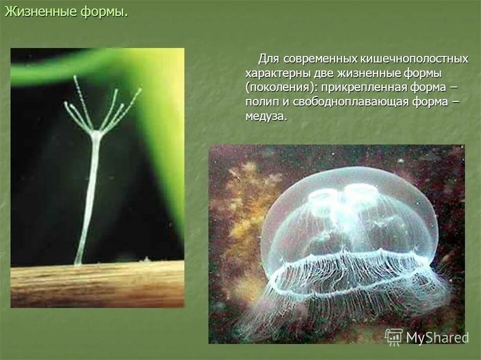 Для кишечнополостных характерна. Отличие червей от кишечнополостных. Для кишечнополостных характерна. Для кишечнополостных характерна. Коралловый полип симметрия тела.