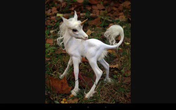 Paris Hilton Kissed A Unicorn, And She Liked It Unicorn pictures, Unicorn photos