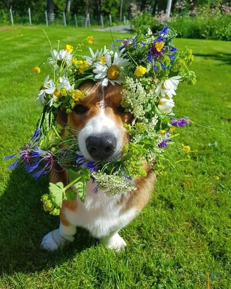 Веселые пожелания с добрым утром. Доброе солнечное утро. Прикольного доброго утра лета. Веселое утро. Открытки с добрым утром летние.