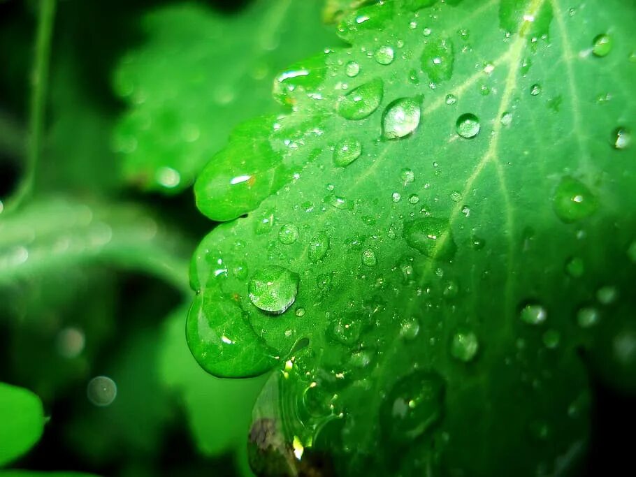 Капли дождя. Капли на листьях после дождя. Капля после дождя. Трава после дождя.