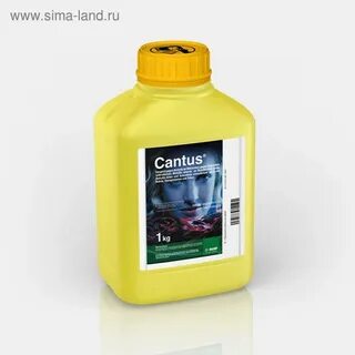 Кантус