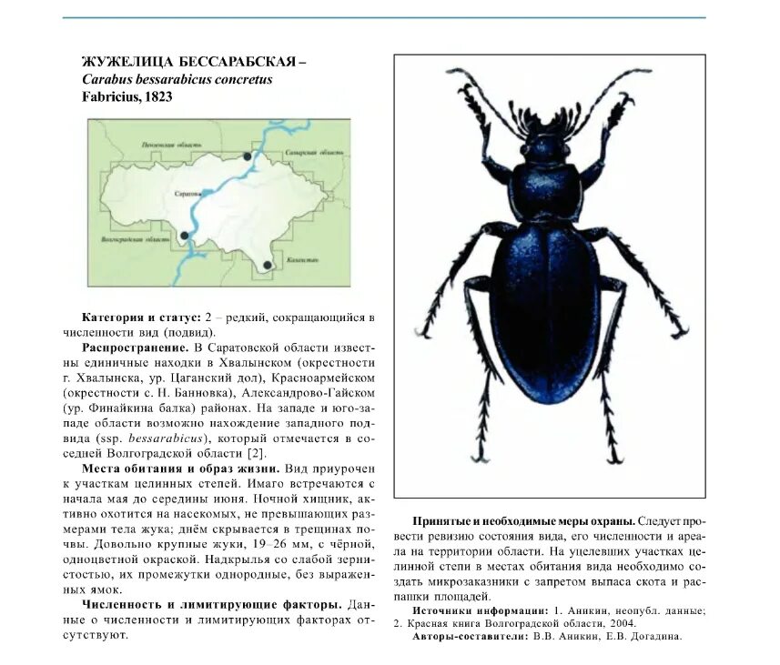 Строение жука жужелица. Жужелица Бессарабская. Жук Крымская жужелица. Жужелица Кавказская строение.