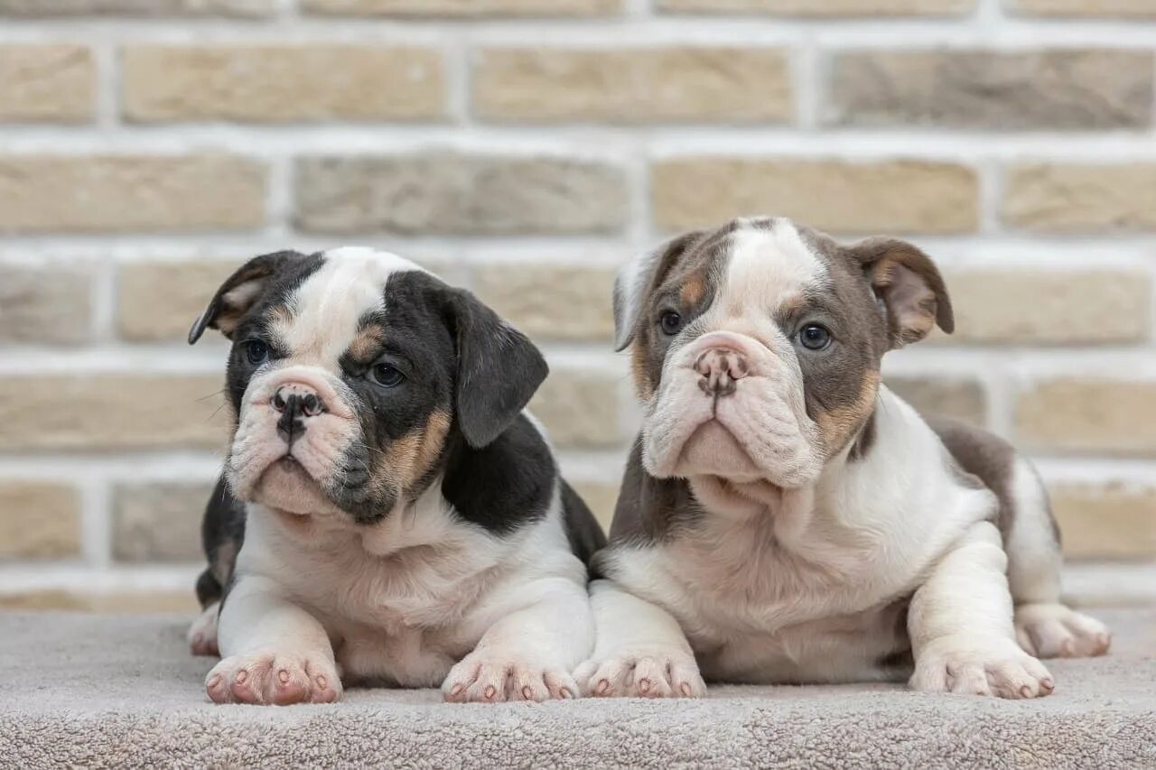 Французский бульдог абрикосовый. Московский бульдог. Французский бульдог мини. Бульдог москва. Бульдог москва.