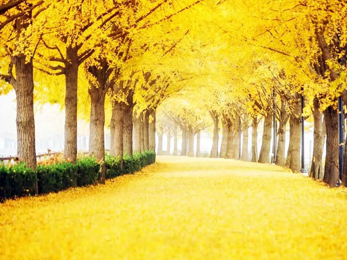 Yellow spring road япония. Желтый пейзаж. Желтое дерево в Корее. Желтая Весенняя дорога в Японии. Гинкго дерево.
