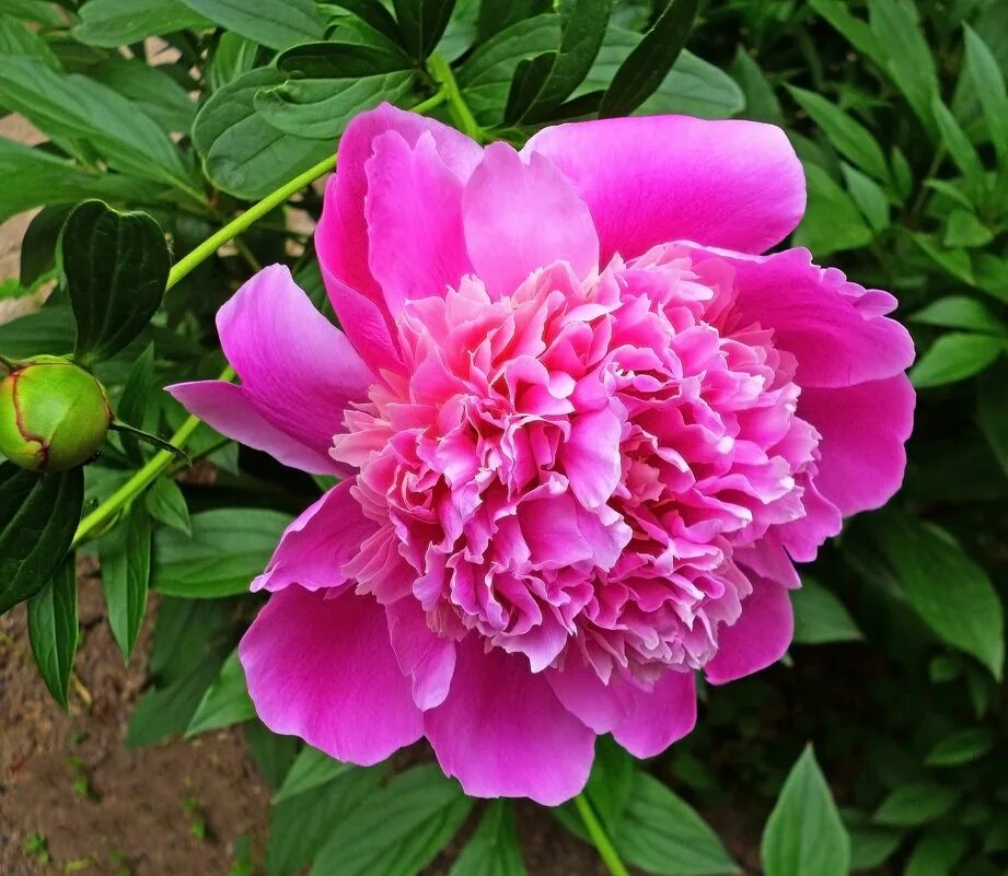 пион татьяна скакаду. пионы татьяны дудко. пионы татьяны дудко. татьяна кулигина пионы розовые. ворошилова анна борисовна пионы.