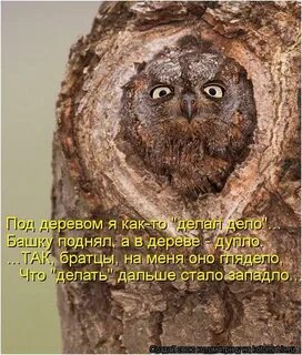 Высоко сижу