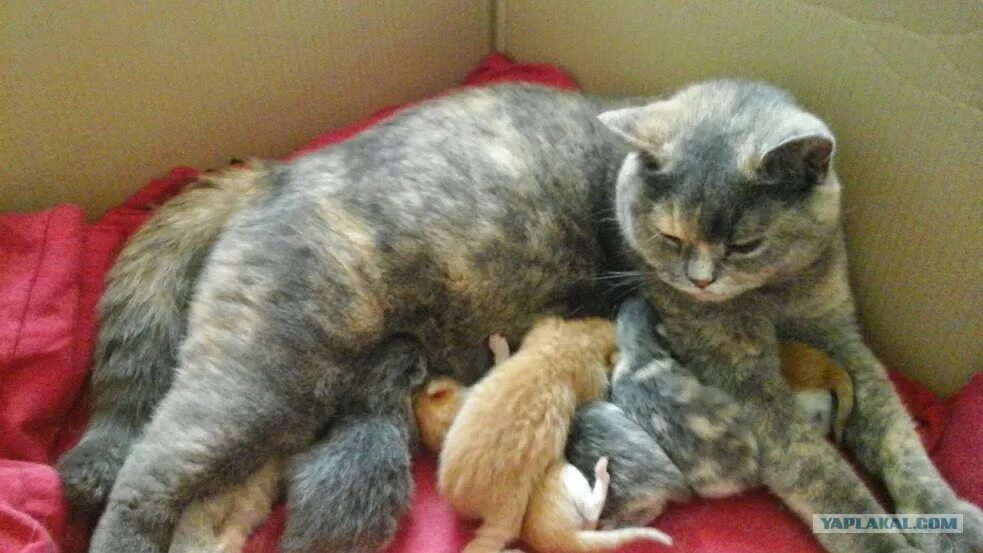 Год кота сфинкс. Куча котят. Кот шашан сфинкс. Домашняя кошка с котятами. К чему снится кошка с котятами.