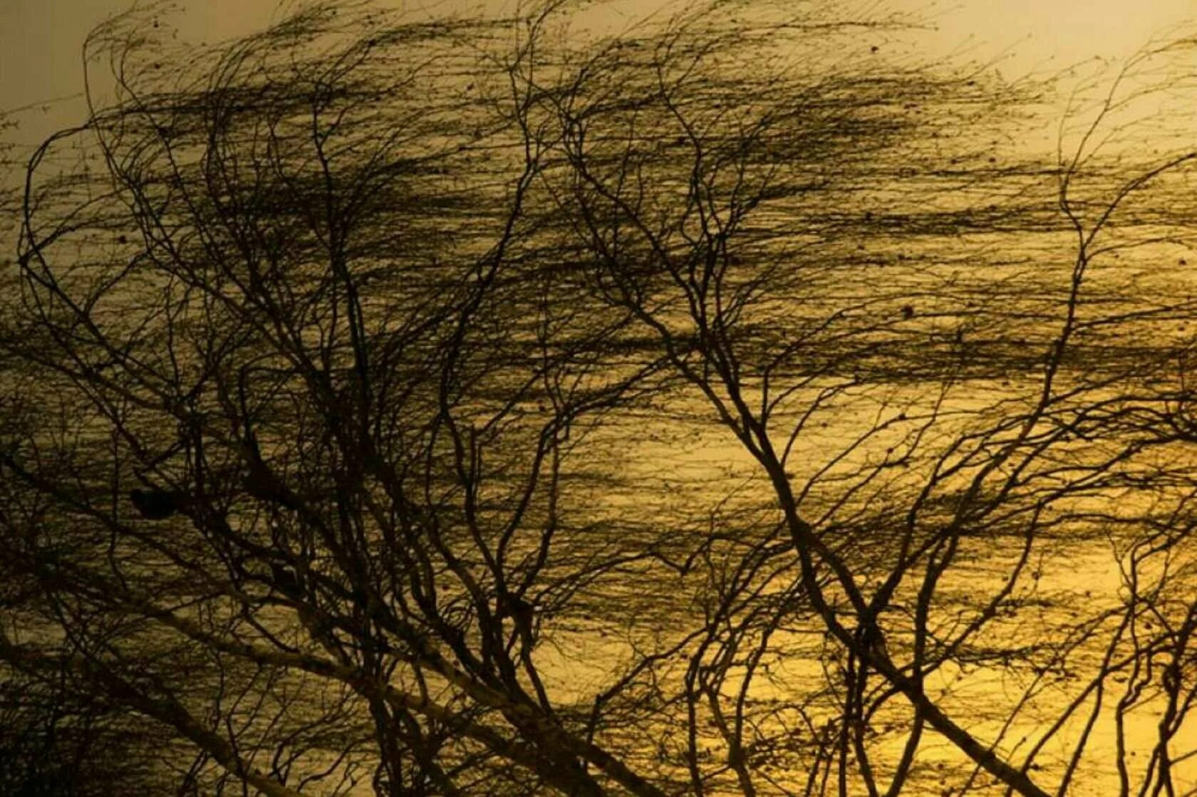 Дерево движется. Шум деревьев. Порывы ветра. Ветер. Осеннее поле.