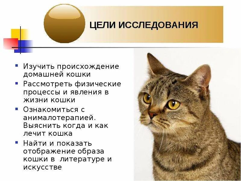 Сколько живут кошки в среднем домашних условиях. Презентация про кошек. Презентация о домашней кошке. Изучение кошек. Происхождение домашней кошки.