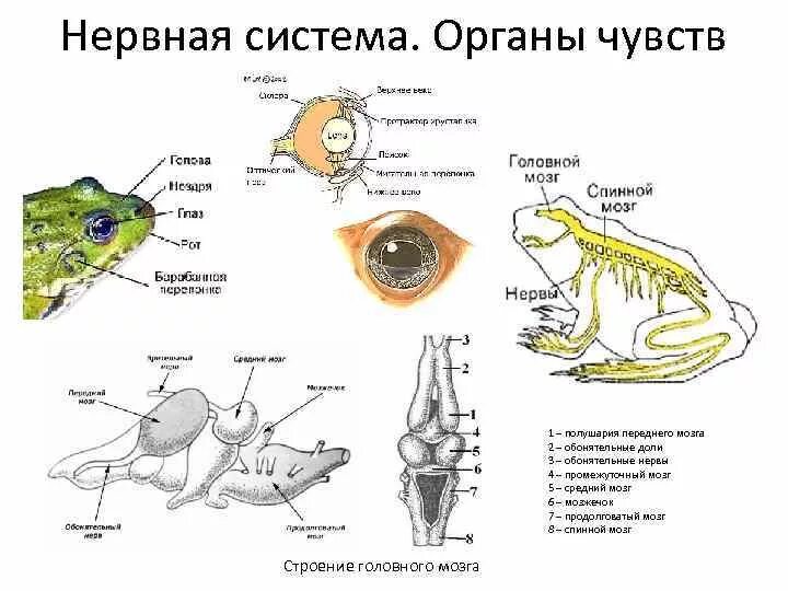 Развитие мозжечка у земноводных. Нервная система и органы чувств земноводных. Нервная система земноводных амфибий. Земноводные строение нервной системы. Нервная система и органы чувств амфибий.