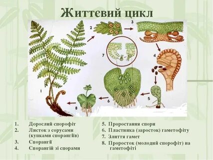 На нижней стороне заростка