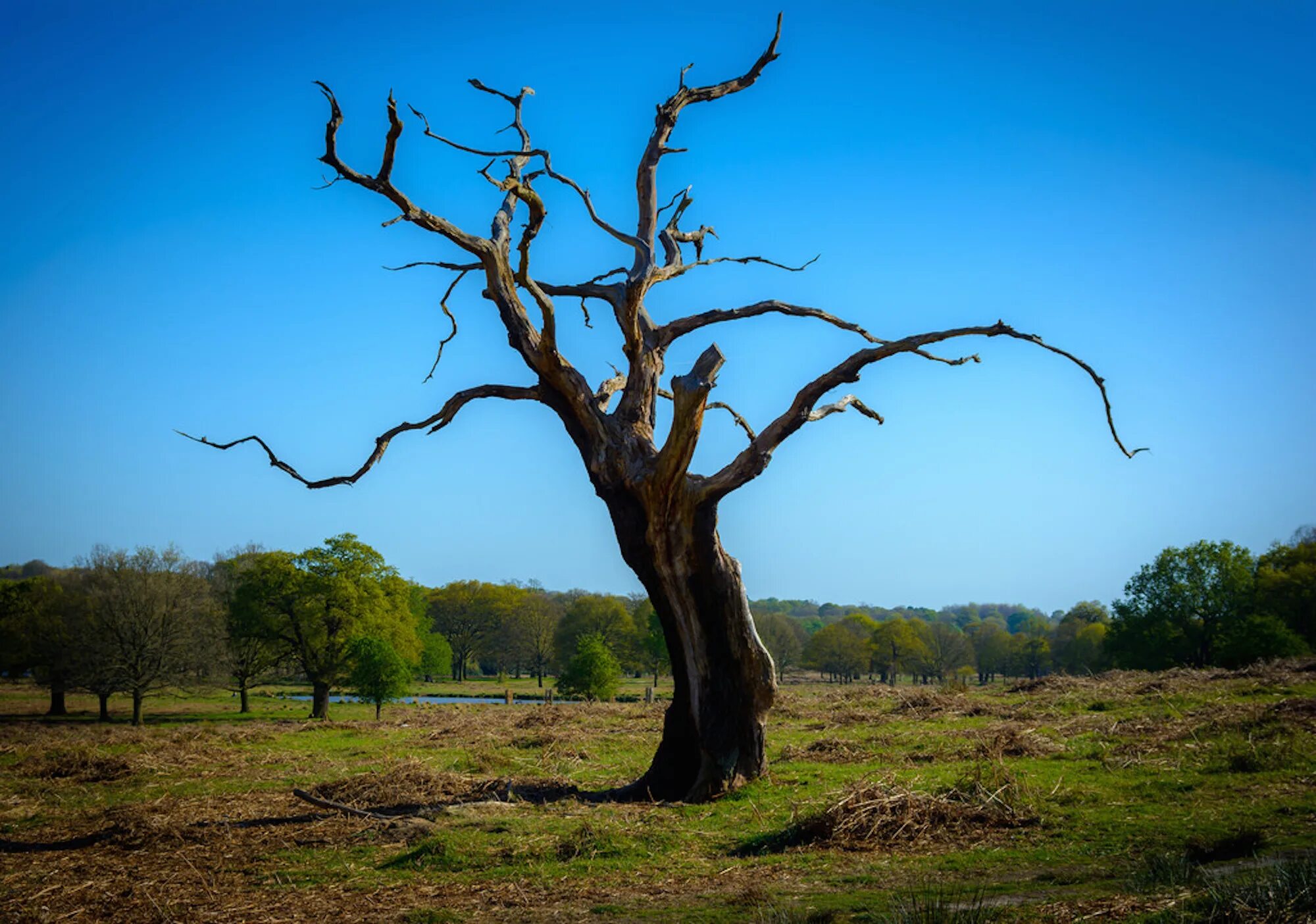 Old tree