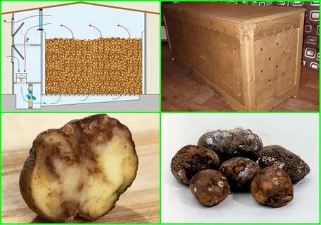 Хранение клубней картофеля