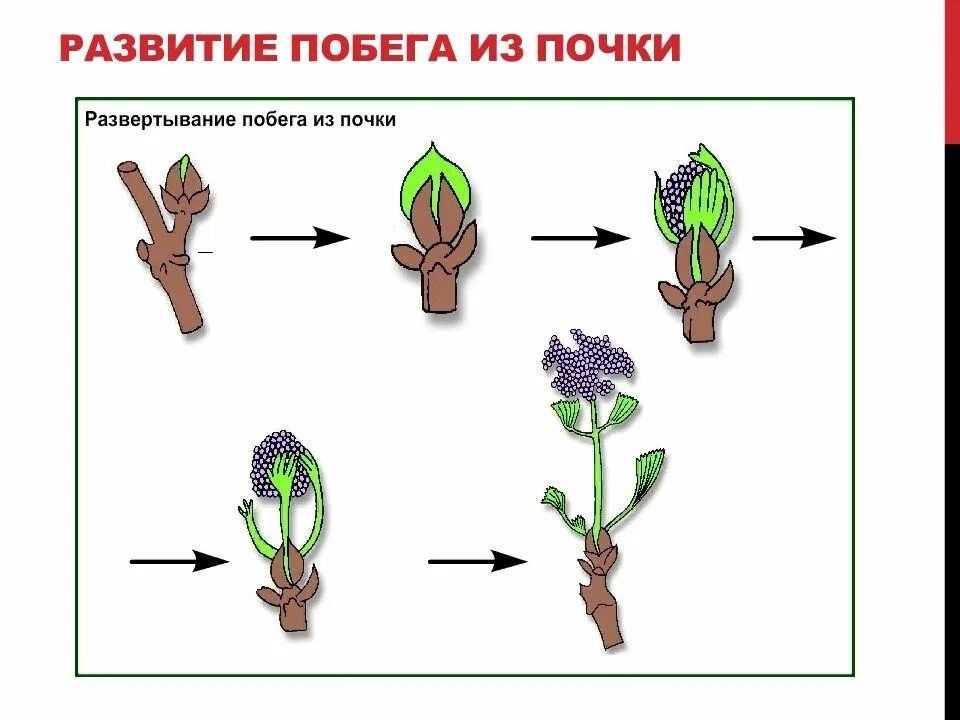 Побег вырастающий из почки. Прорастание побега из почки. Процесс развития побега из почки. Схема роста побега. Развертывание побега из почки.